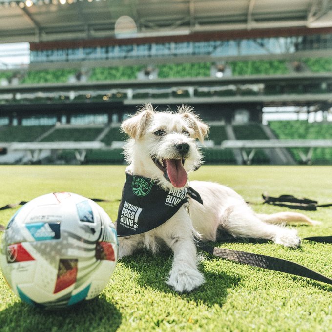 Austin FC & Austin Pets Alive! honorary mascot dog